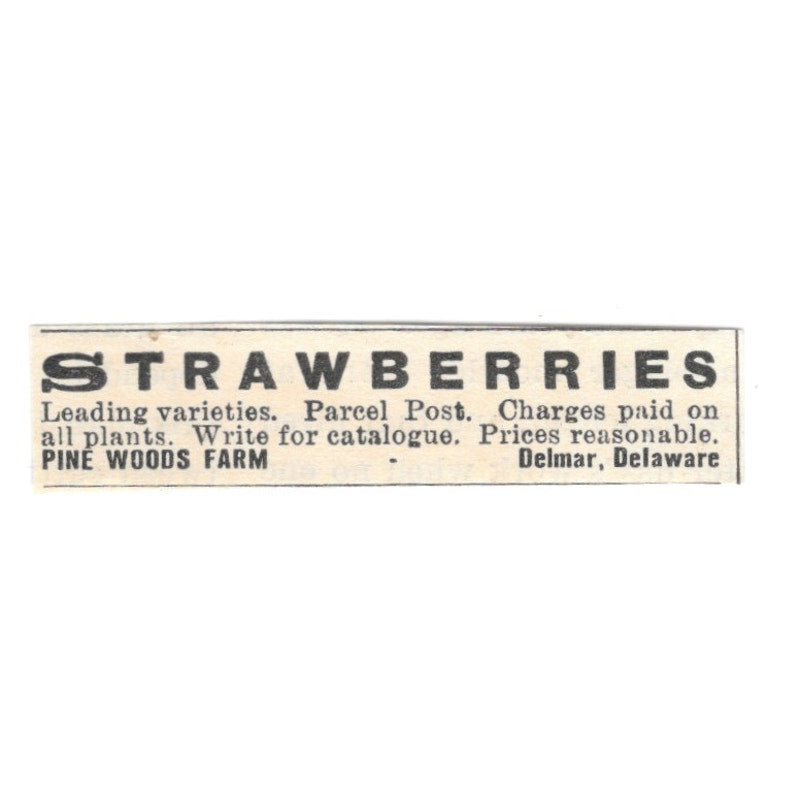 Pine Woods Farm Strawberries Delmar Delaware 1924 Ad AG3-S6