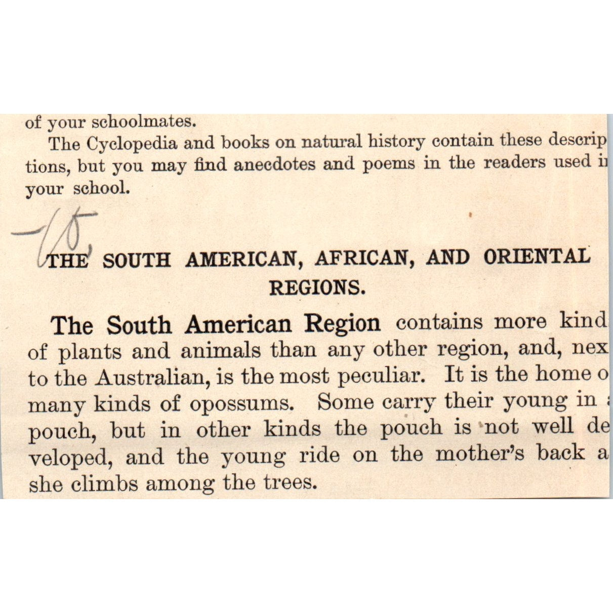 The Giant Cactus 1901 Engraving AF2-P2