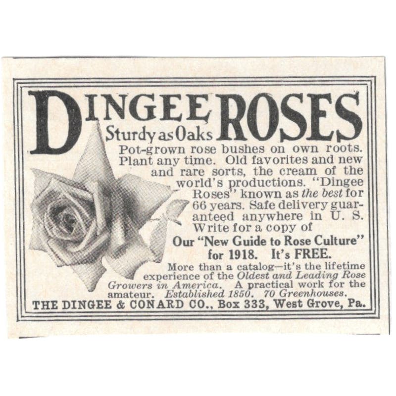 Dingee Roses The Dingee & Conard Co West Grove PA 1918 Magazine Ad AF1-SS3