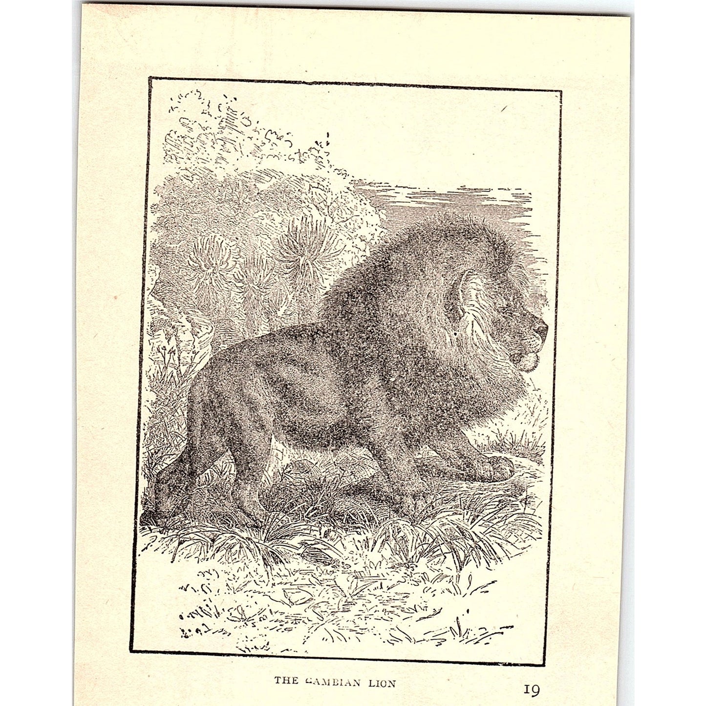 The Sambian Lion 1902 Engraving Plate AF4-H4