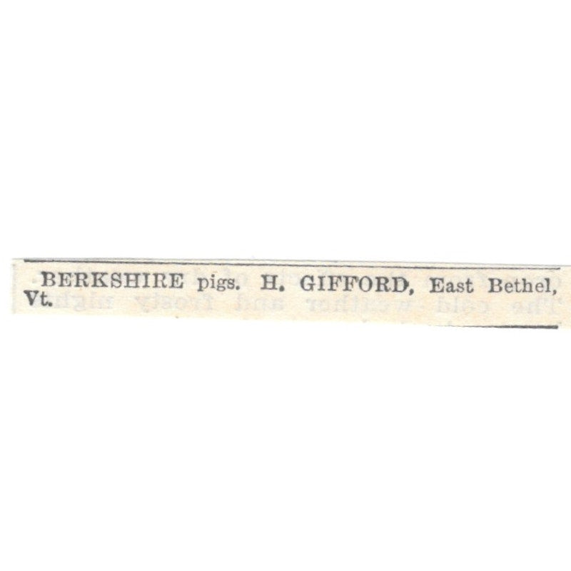 Berkshire Pigs H. Gifford East Bethel VT 1905 Magazine Ad AF1-NES2