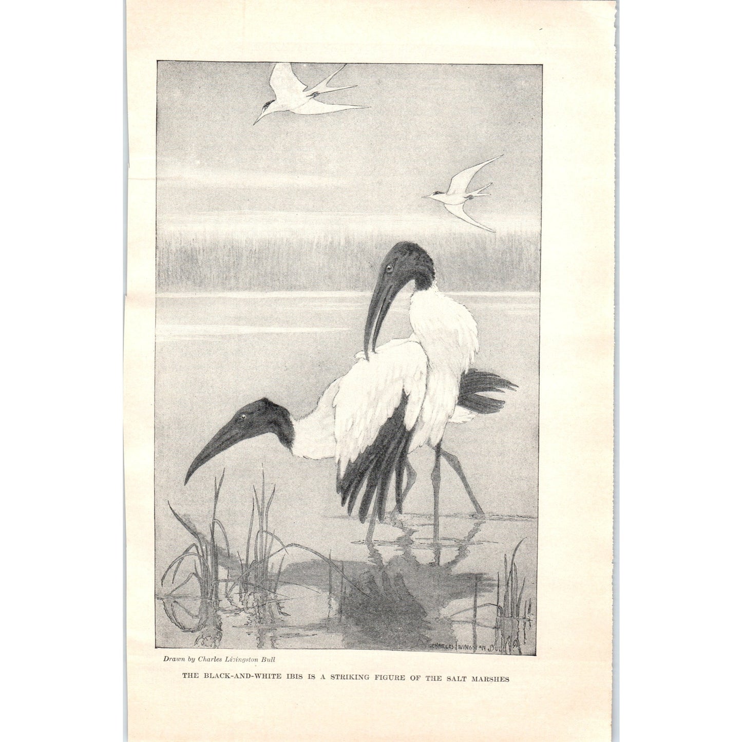 Sea-Island Magic Herons Herbert Ravenel Sass 5 Page 1924 Magazine Article D23