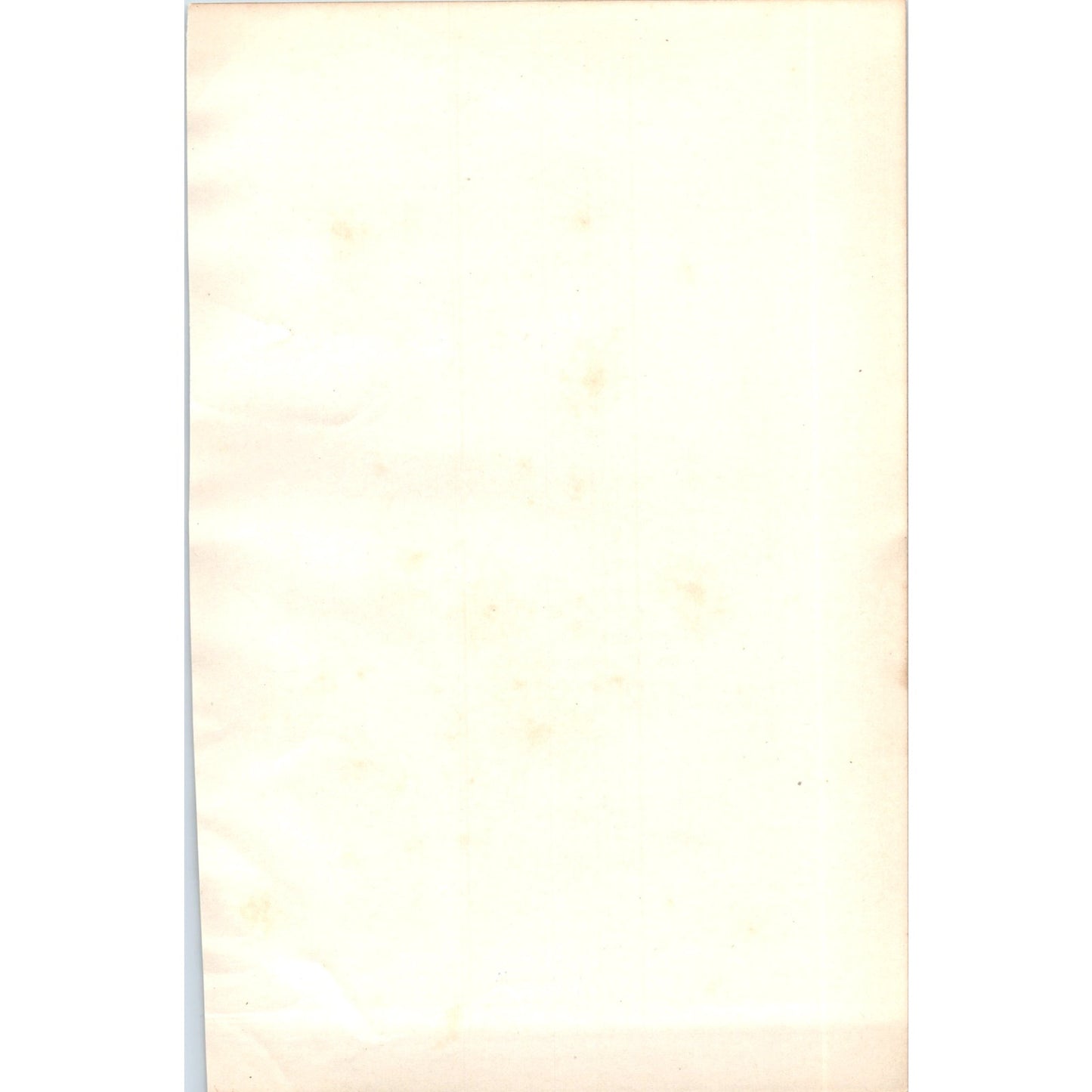 Merlin Bird 1903 Original Color Engraving Plate Print AD8-B3