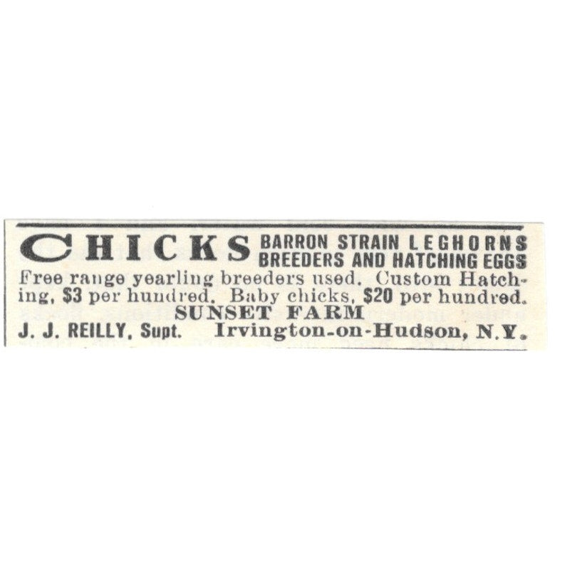 J.J. Reilly Chicks Sunset Farm Irvington-On-Hudson NY 1924 Ad AG3-S8