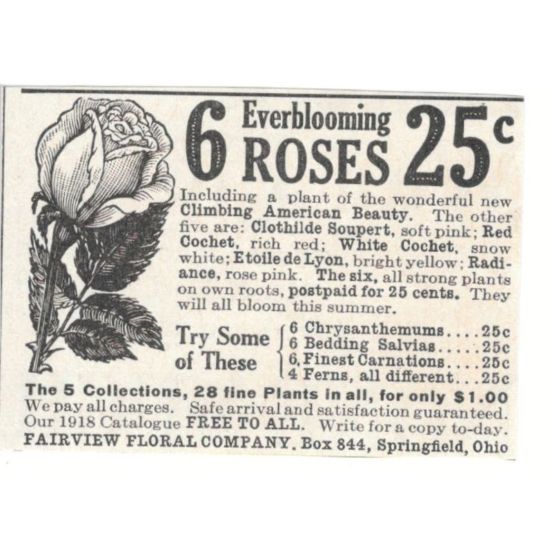 Everblooming Roses Fairview Floral Co Springfield OH 1918 Magazine Ad AF1-SS3