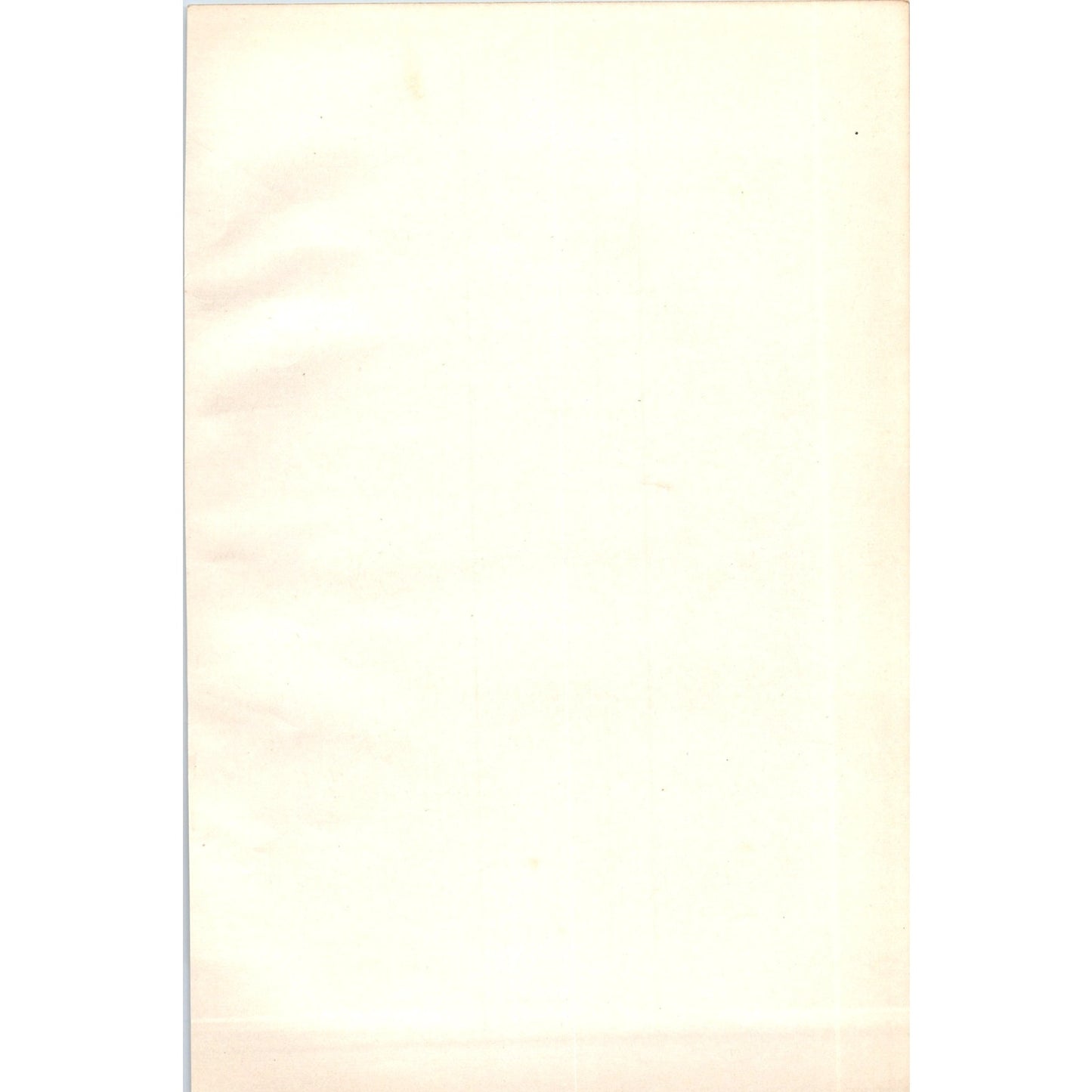 Wigeon Bird 1903 Original Color Engraving Plate Print AD8-B6