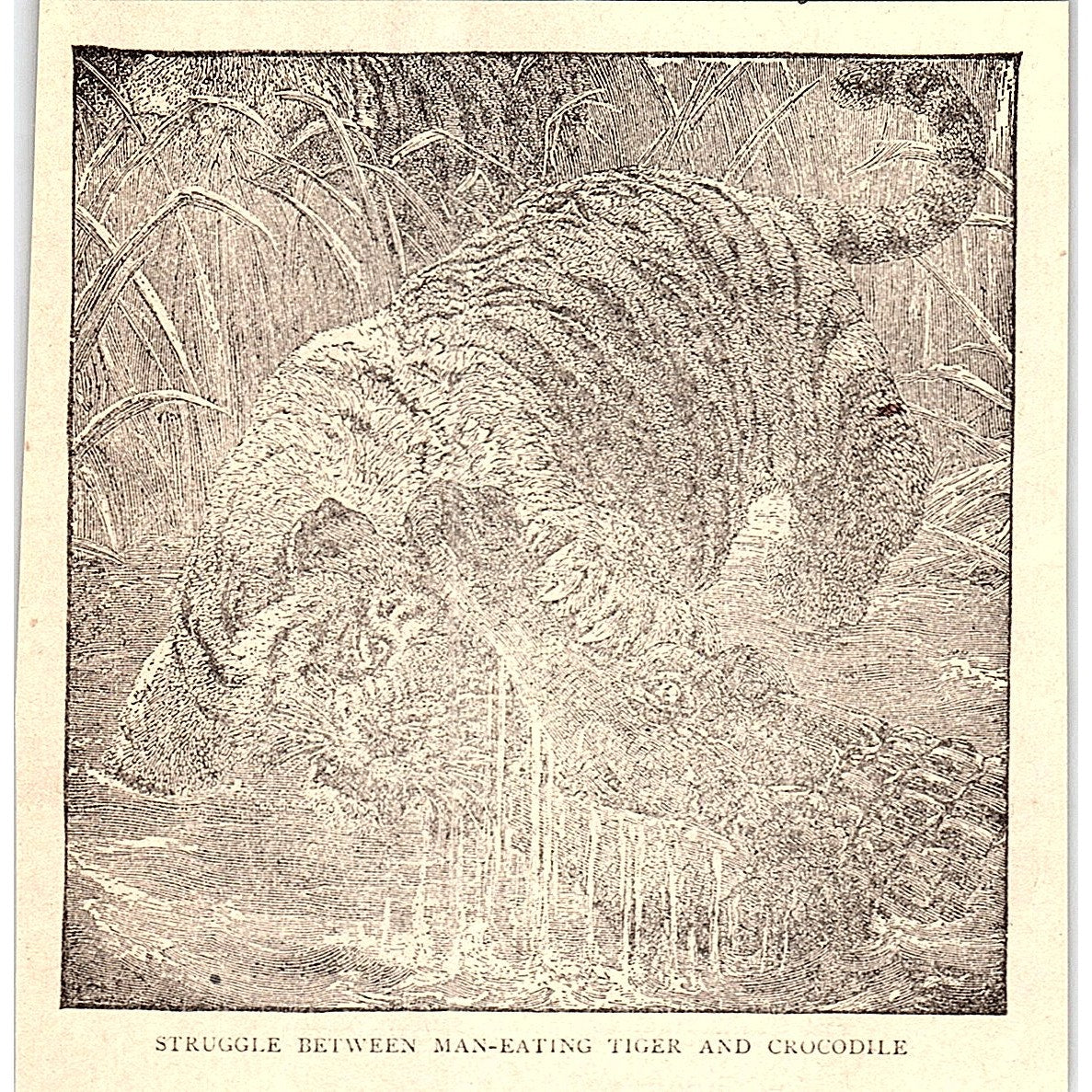 Struggle Between Man Eating Tiger & Crocodile 1902 Engraving Plate AF4-H2
