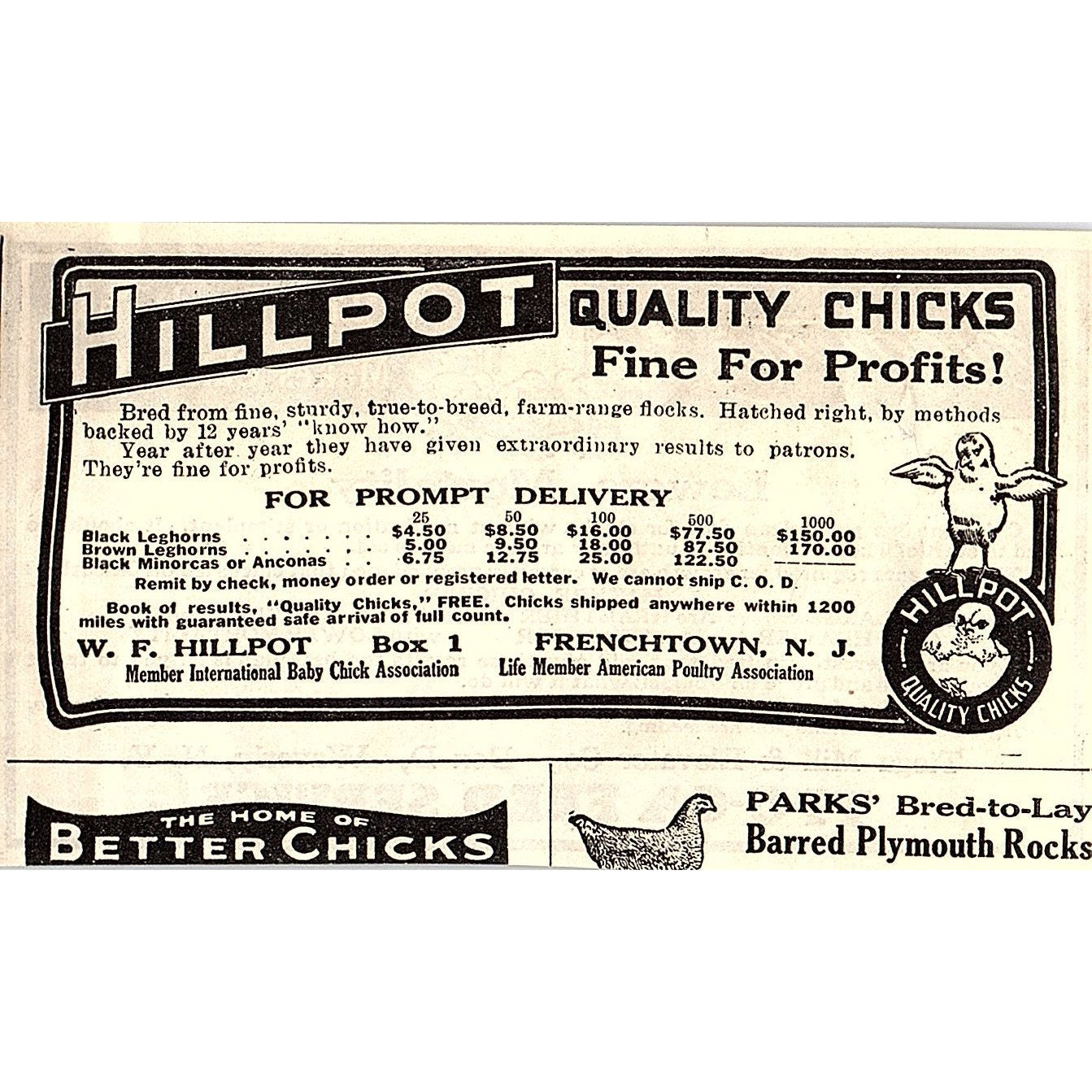 Tioga Mill & Elevator Co Chicatine Chick Feeder Waverly NY 1924 Ad AG3-M3