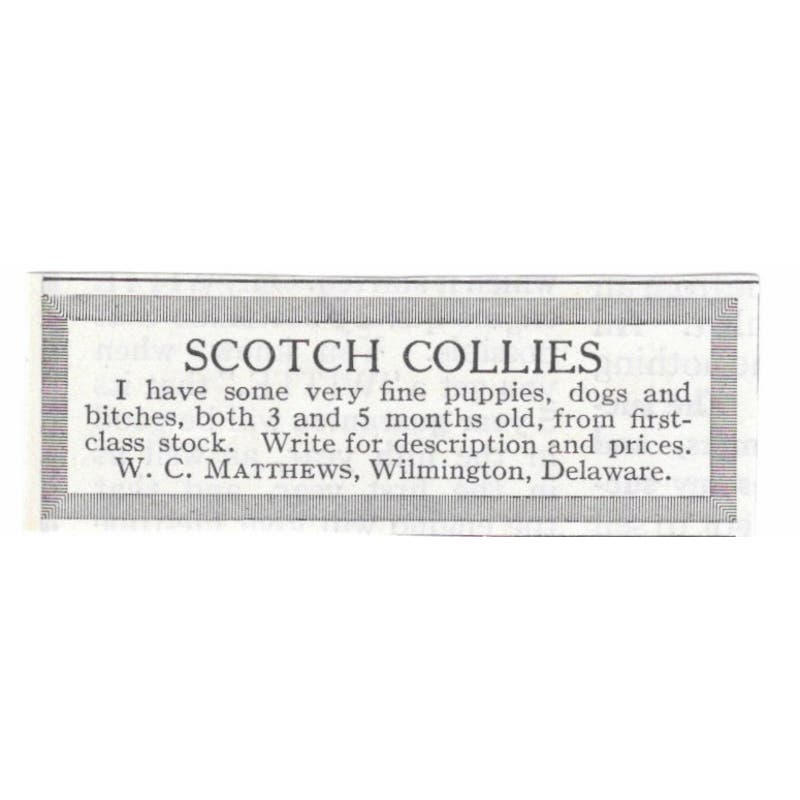 Scotch Collies W.C. Matthews Wilmington DE 1913 Magazine Advertisement AE7-N8