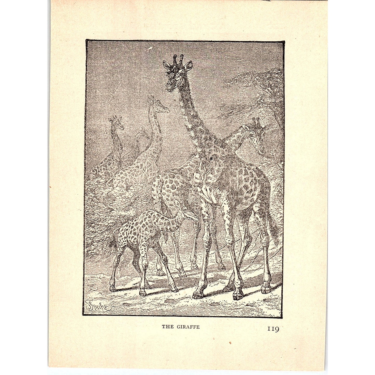 The Giraffe 1902 Engraving Plate AF4-H3