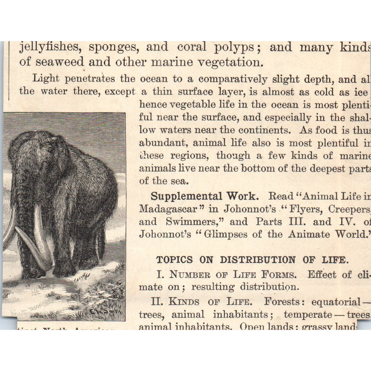 African Oriental Animals Elephant Zebu Giraffe Tiger Lion 1901 Engraving AF2-O3