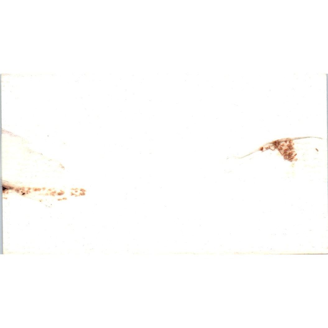 Zenobia's Catering Tammy Crenwelge Houston Vintage Business Card SD8-B19