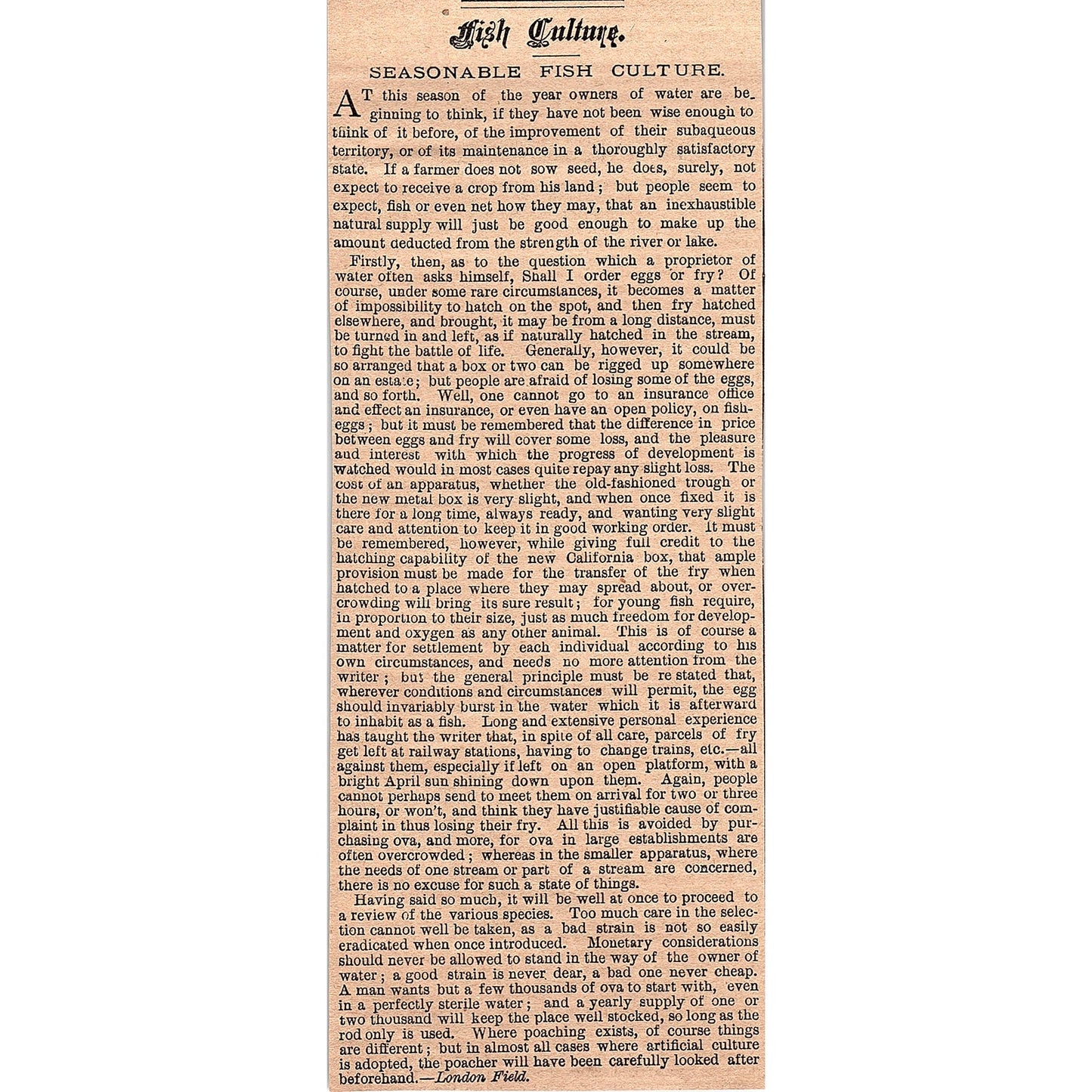 A Seasonable Fish Culture - London Field 1878 Article AG2-7