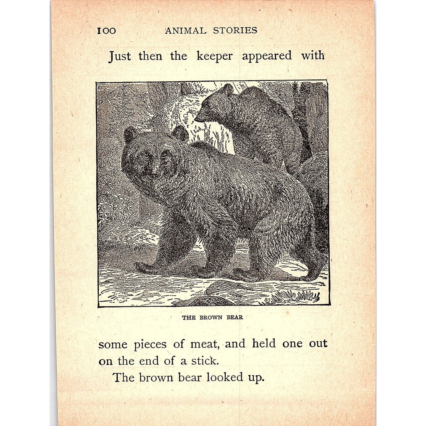 The Spotted Hyena 1902 Engraving Plate AF4-H3