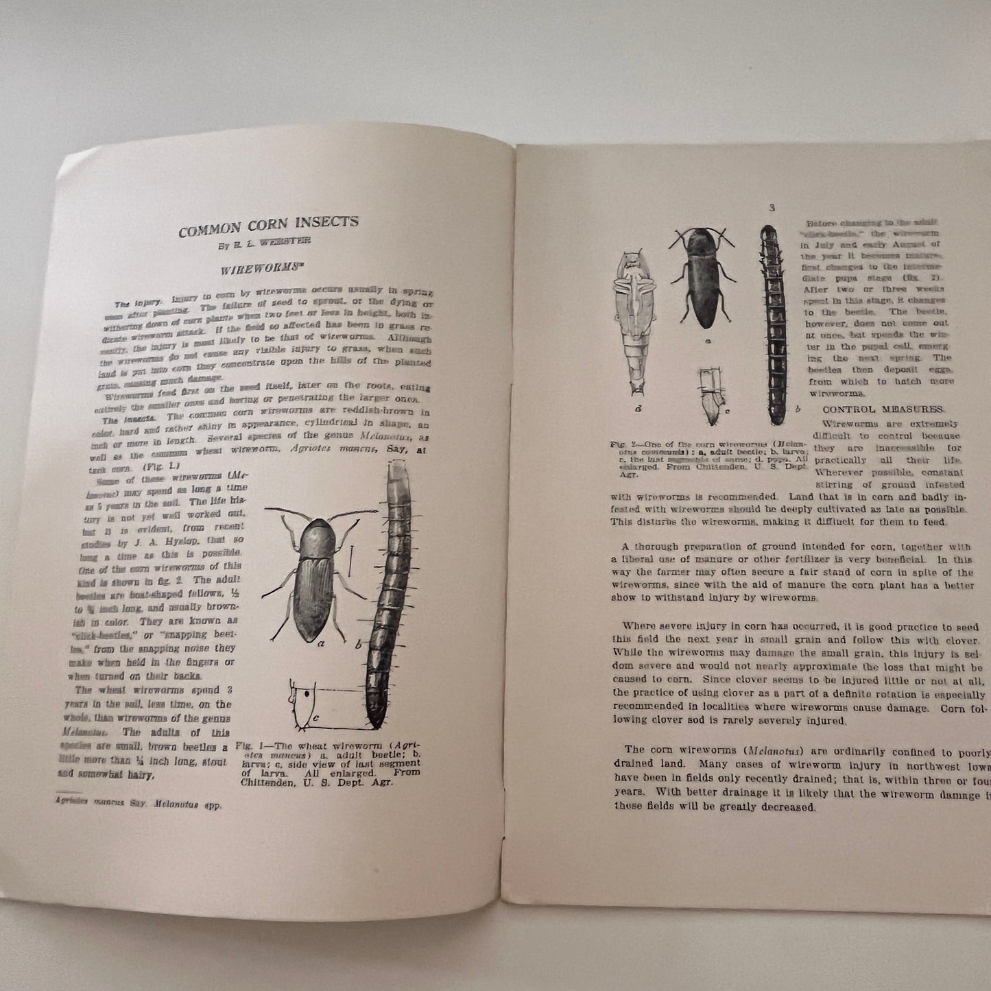 Common Corn Insects 1917 Ames IA Farm Bulletin TK2-XB5