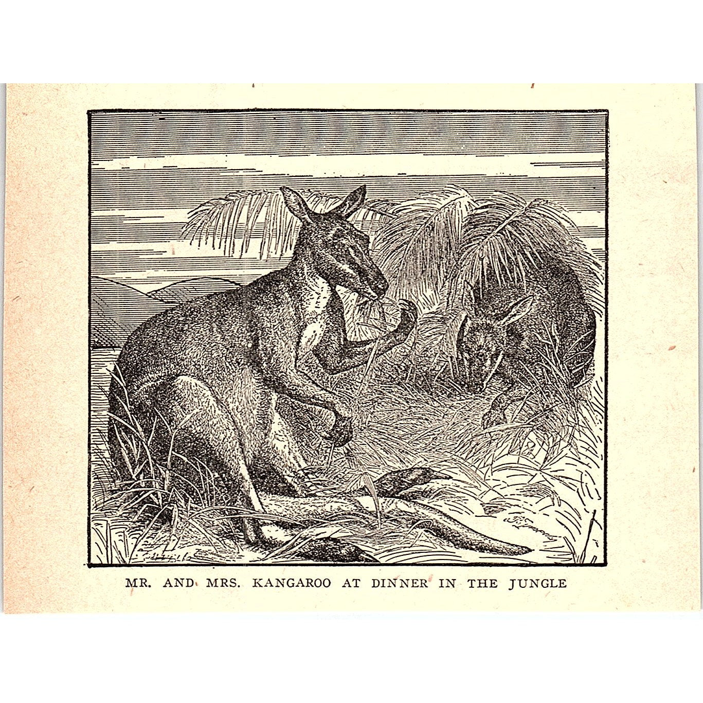 Mr & Mrs Kangaroo at Dinner in the Jungle 1902 Engraving Plate AF4-M1