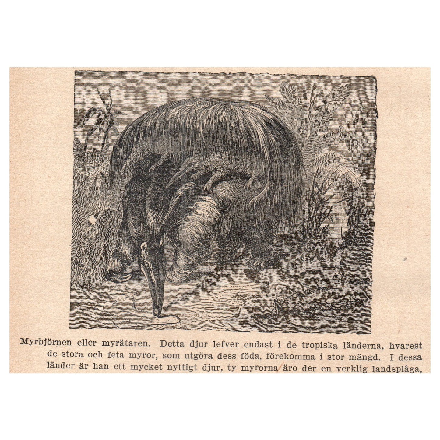 The ant bear or anteater 1909 Swedish Engraving Print AF5-15