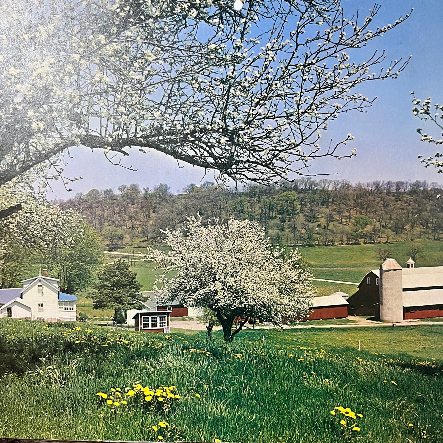 Retro Spring Farmhouse Barn Scene Apple Blossoms Vintage Print 10x14 V10
