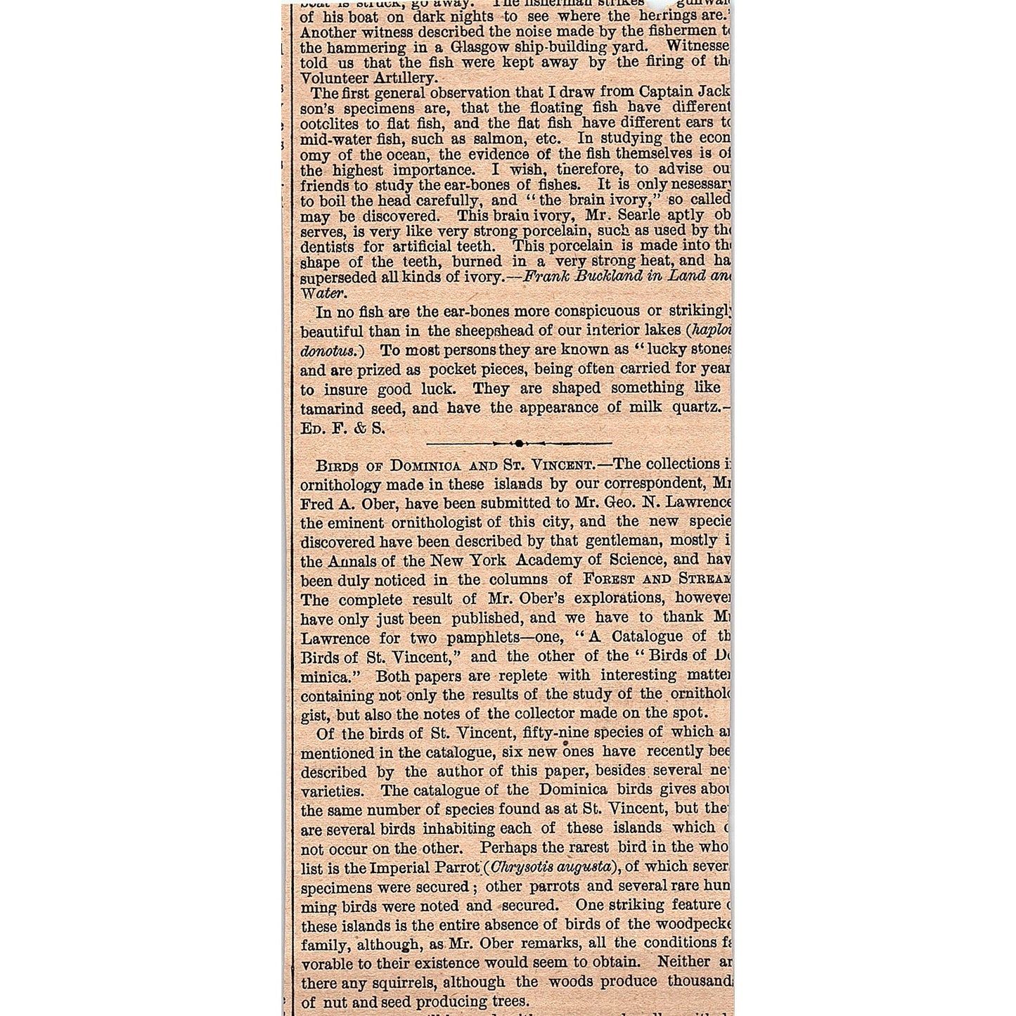 American Brook Trout - American Fish in English Waters 1878 Article AG2-7