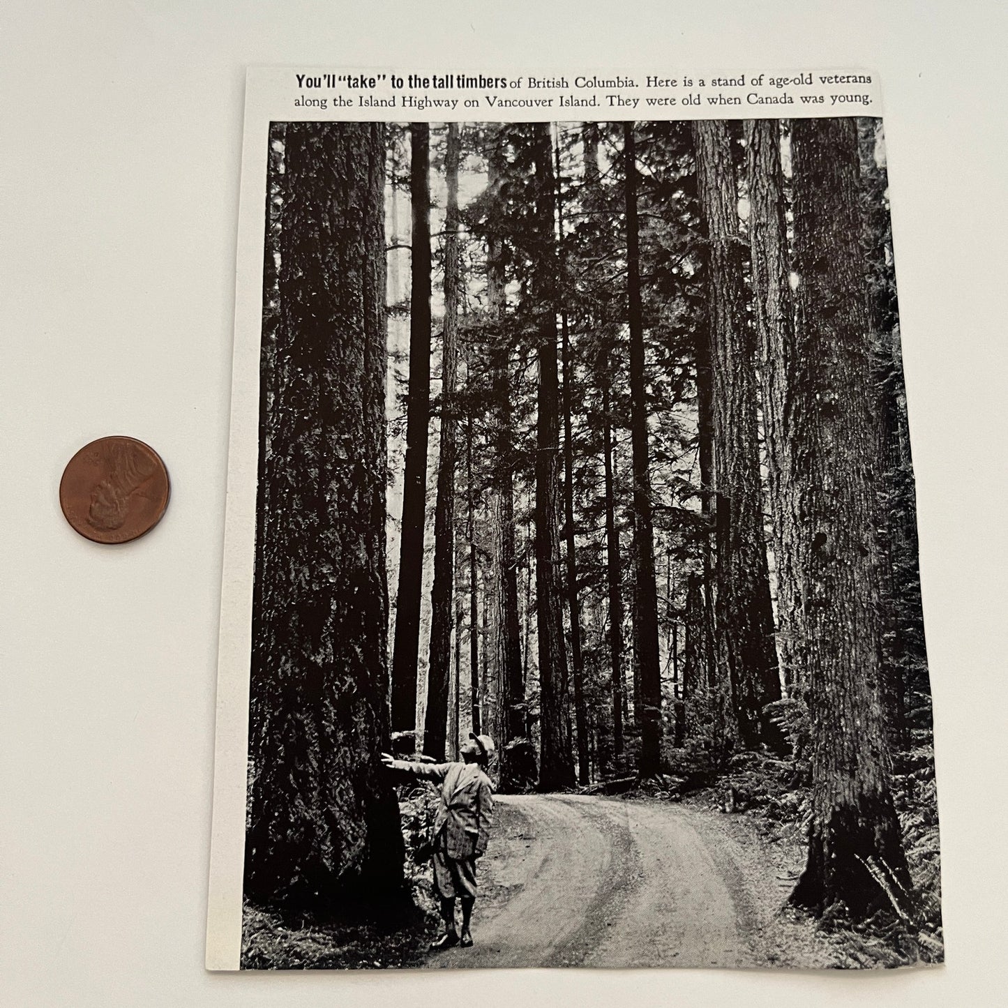 You'll Take to the Tall Timbers Vancouver BC 1941 Magazine Picture SAG4-H1