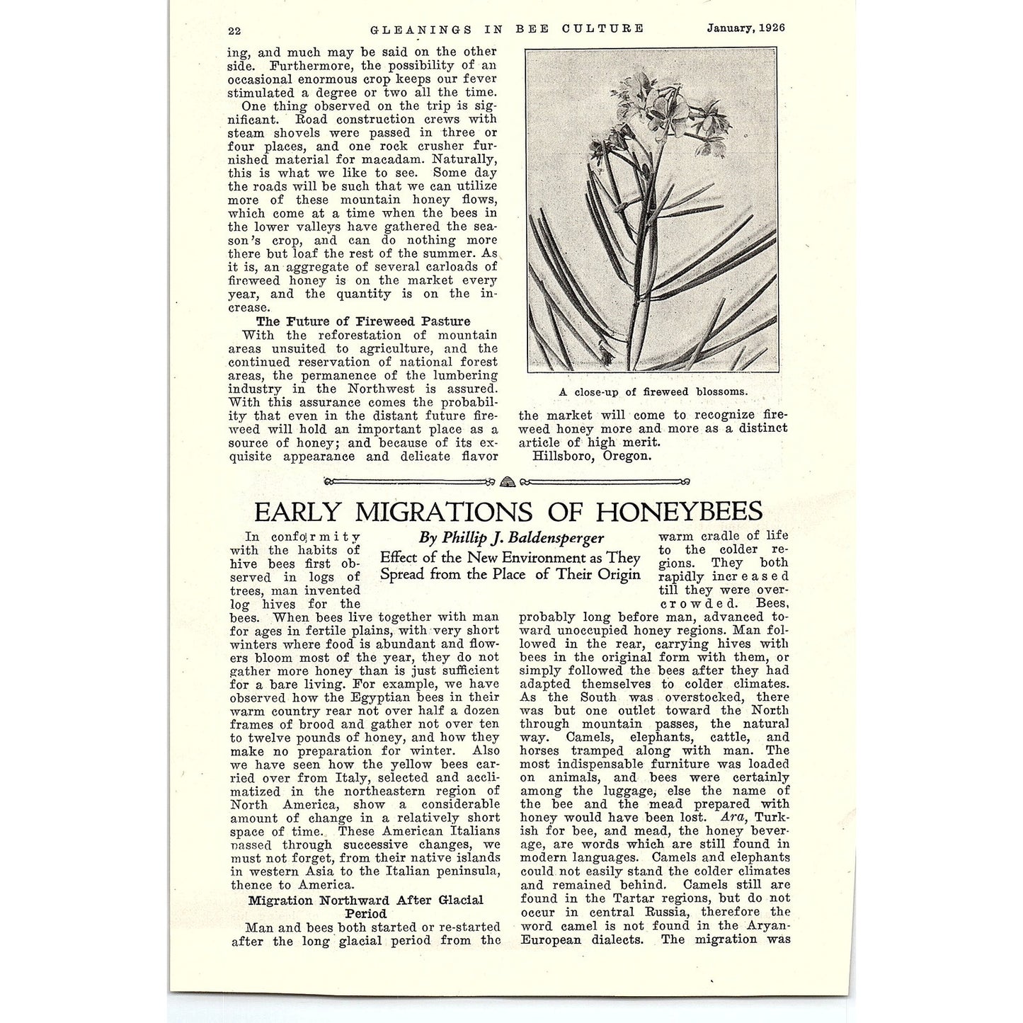 Fireweed in the Northwest W.L. Arant 3 Page Beekeeping Article 1926 AG3-9