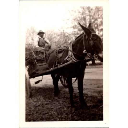 African American Farmer on a Horse 2.25x3.25" c1930 Photograph AI9-M26