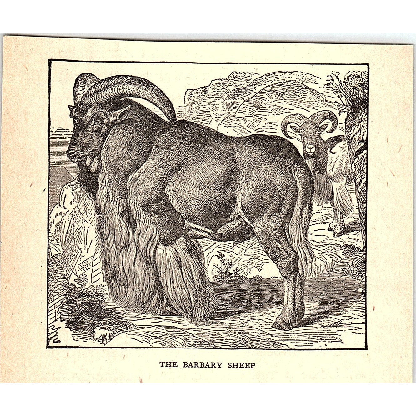 The Barbary Sheep 1902 Engraving Plate AF4-H1