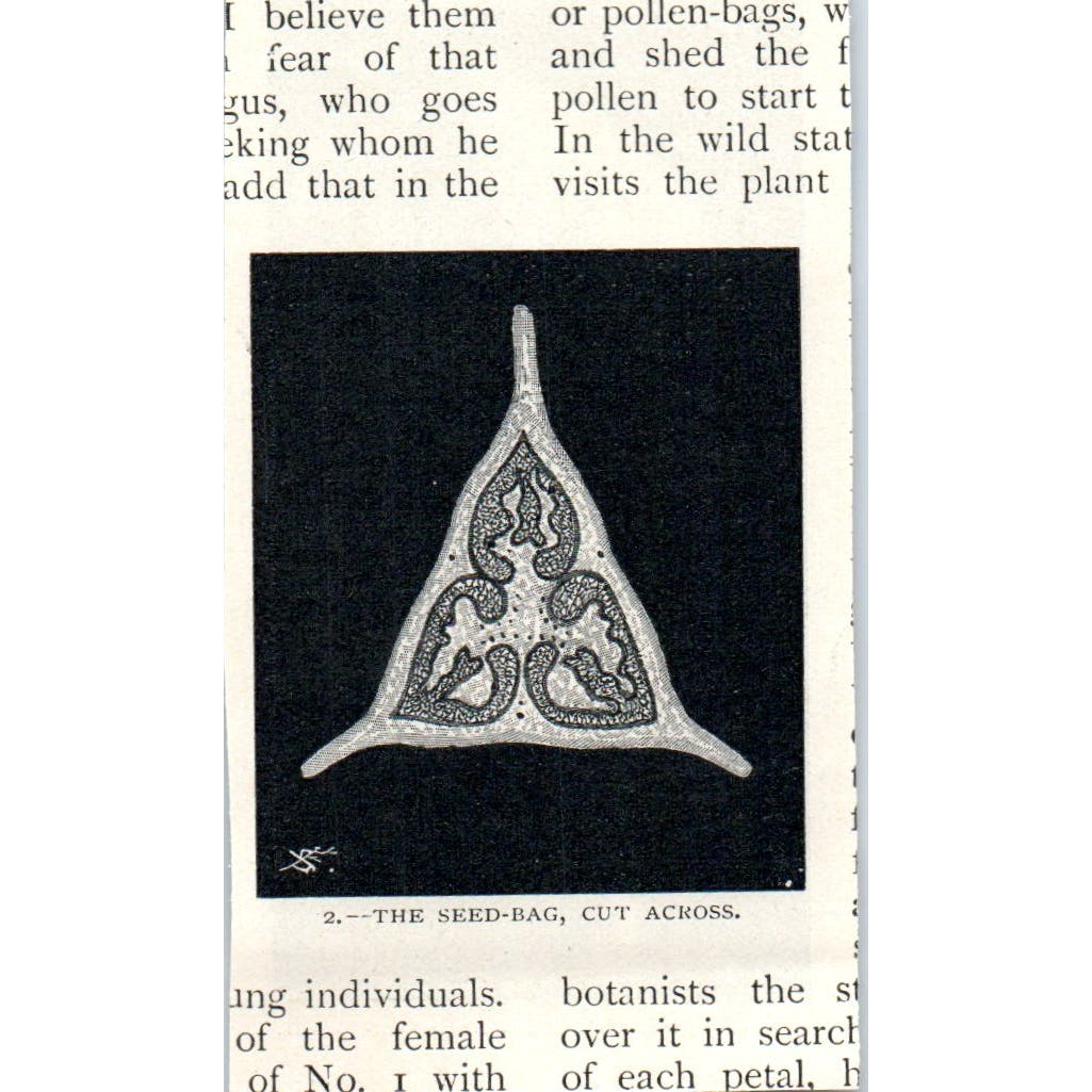 Male Begonia Flower Front View 1897 Victorian Engraving AE9-TS12
