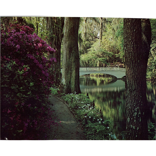 Retro Kitsch Magnolia Plantation and Gardens Charleston SC 8x10" Art Print V20