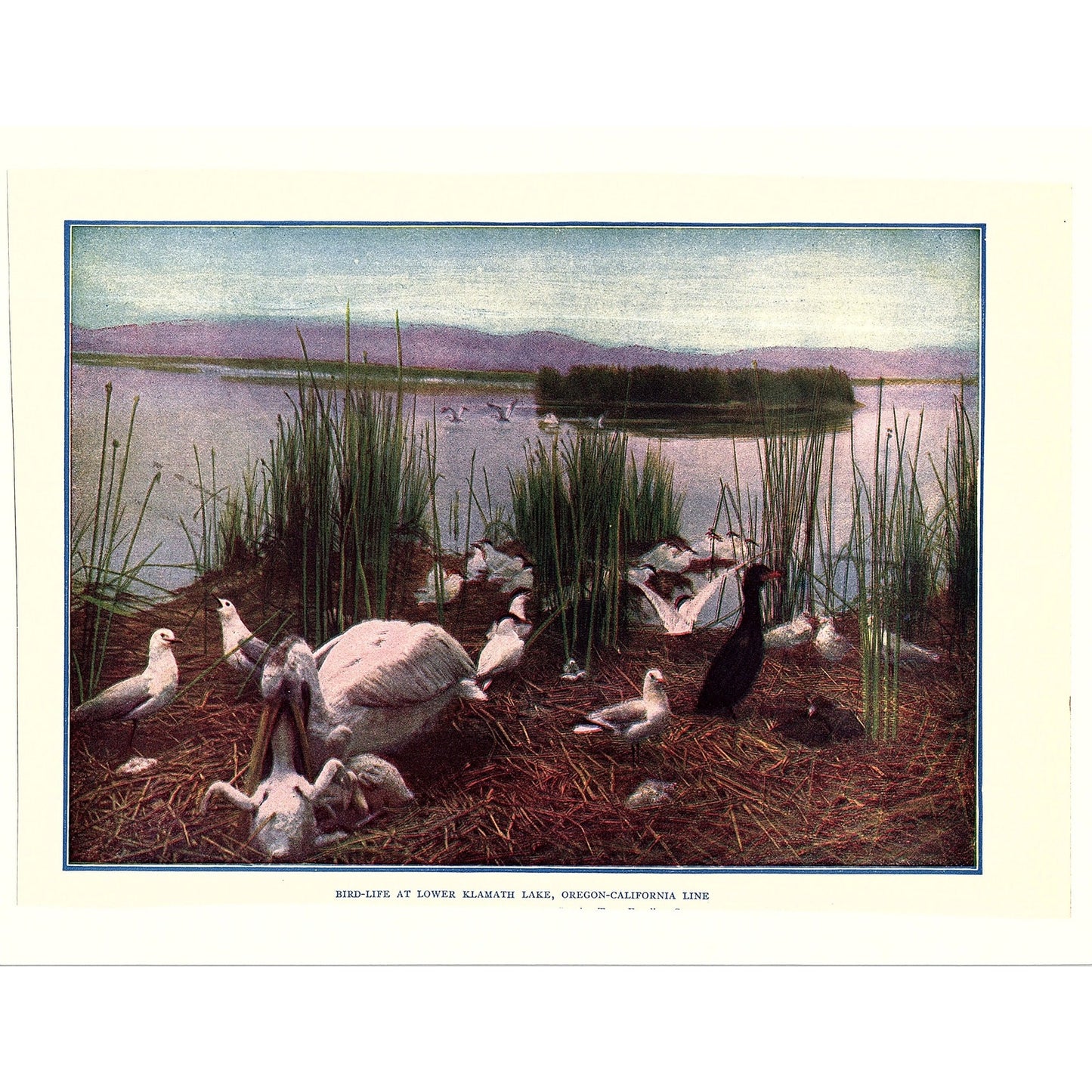Bird Life at Lower Klamath Lake Oregon-California Line Vintage Art Print 6x8 V12