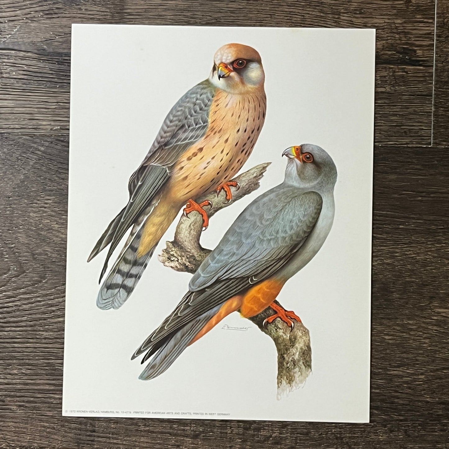 1972 Falcon Print, Red Footed Falcon Kronen-Verlag W. Germany 6x9 Art Print V2
