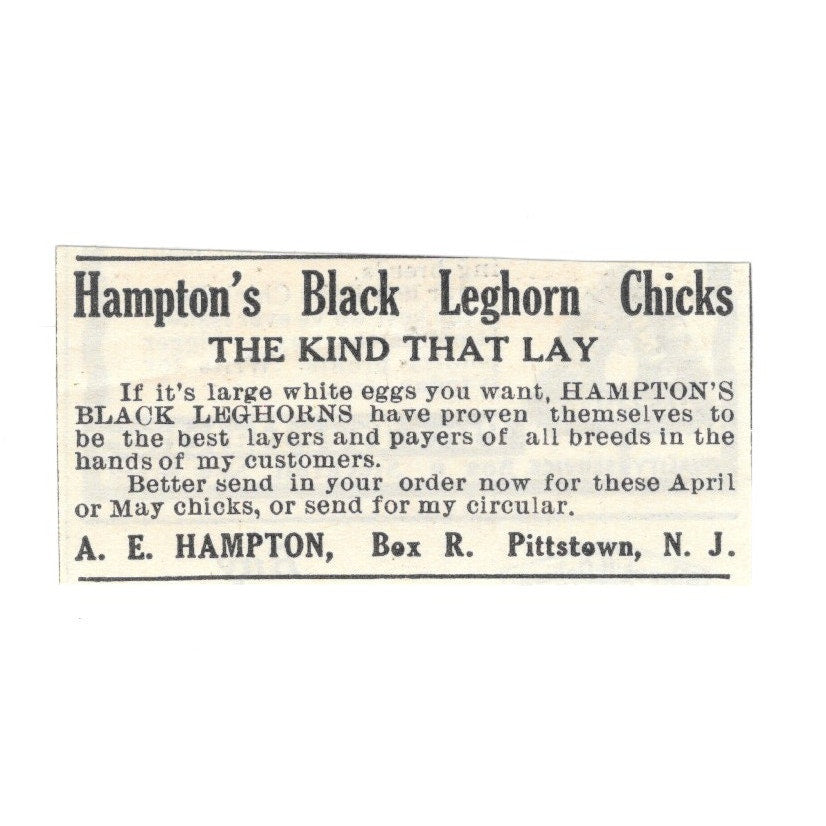 Hampton's Black Leghorn Chicks A.E. Hampton Pittstown NJ 1924 Ad AG3-S2