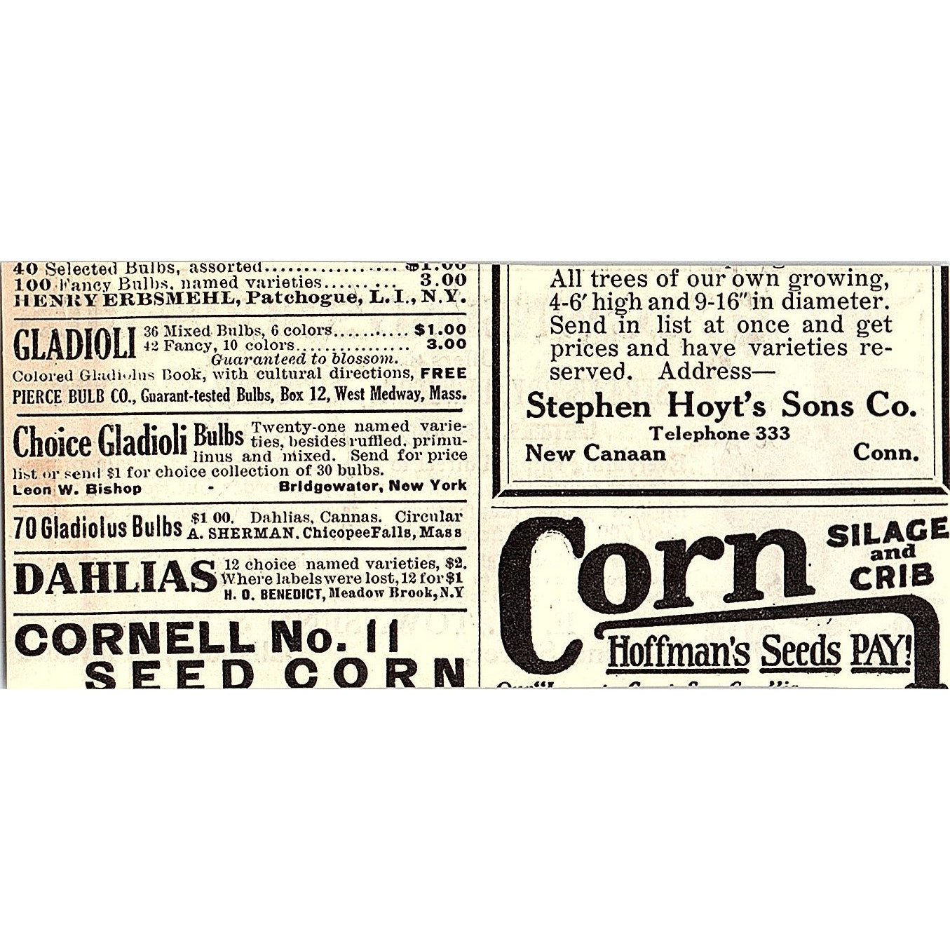 E.W. Townsend & Sons Strawberries Salisbury MD 1924 Ad AG3-M3