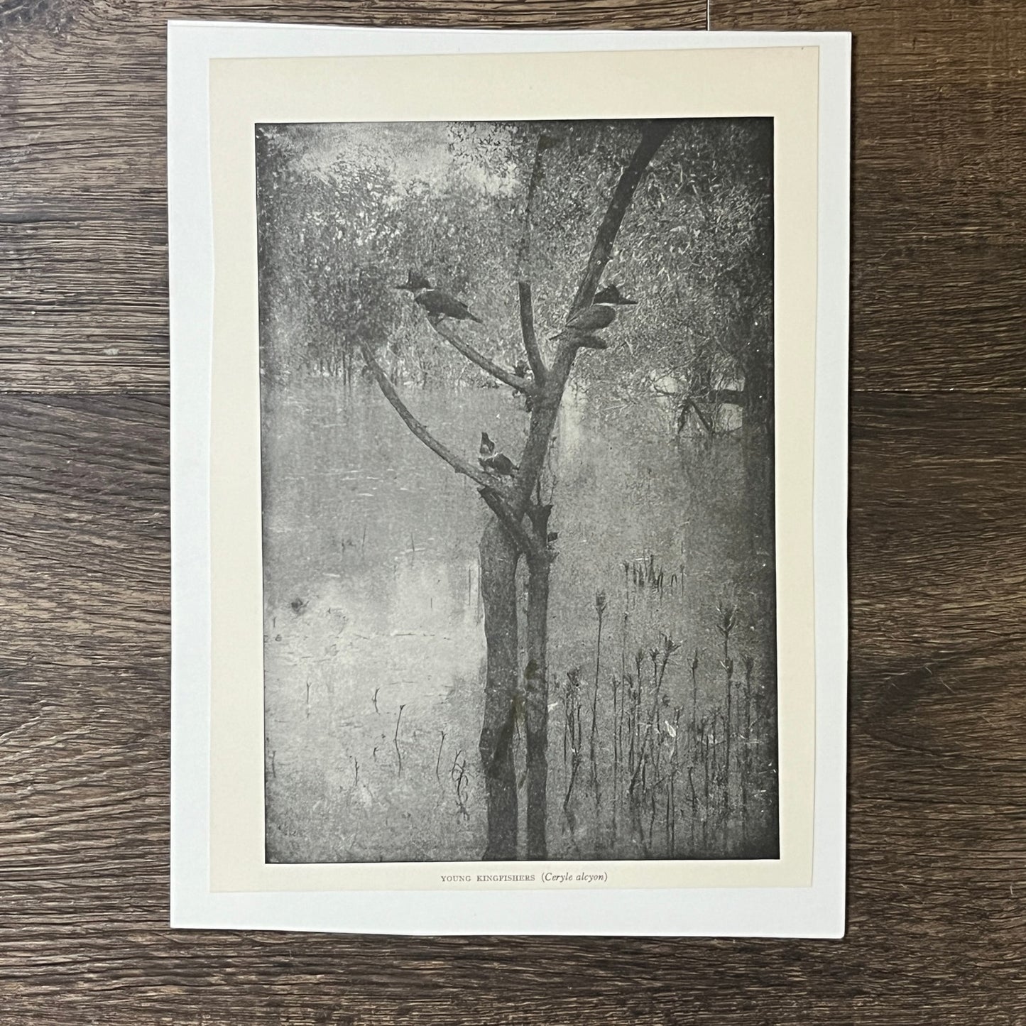 Antique Illustration Young Kingfishers Ceryle Alcyon 6x9 Art Print V2