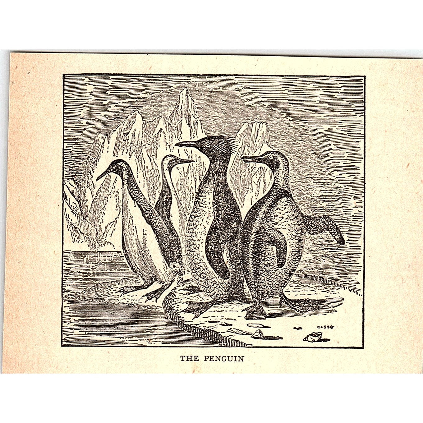 The Penguin 1902 Engraving Plate AF4-H1