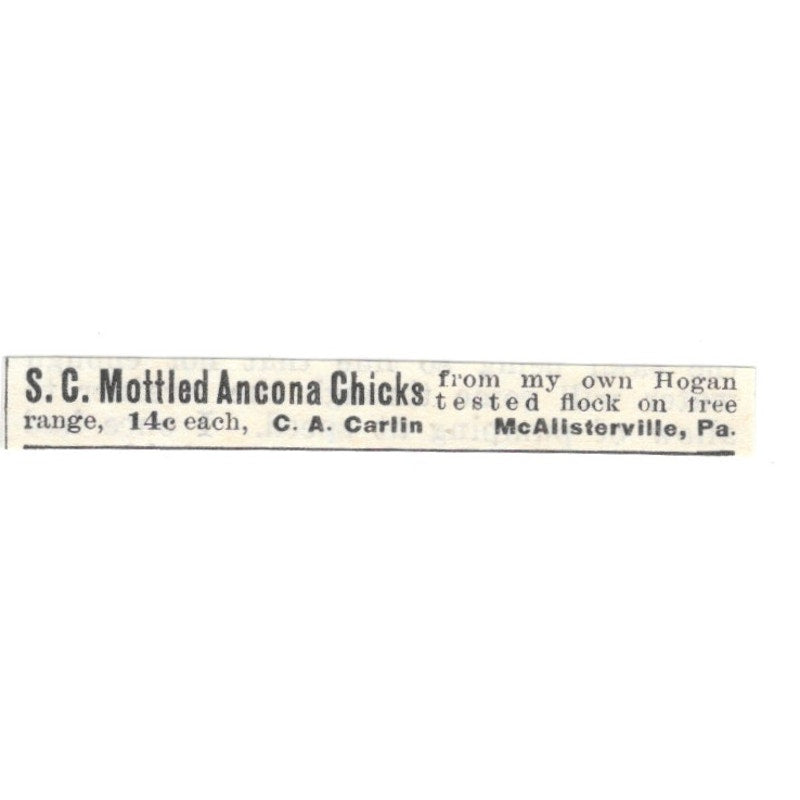 C.A. Carlin S.C. Mottled Ancona Chicks McAlisterville PA 1924 Ad AG3-S9