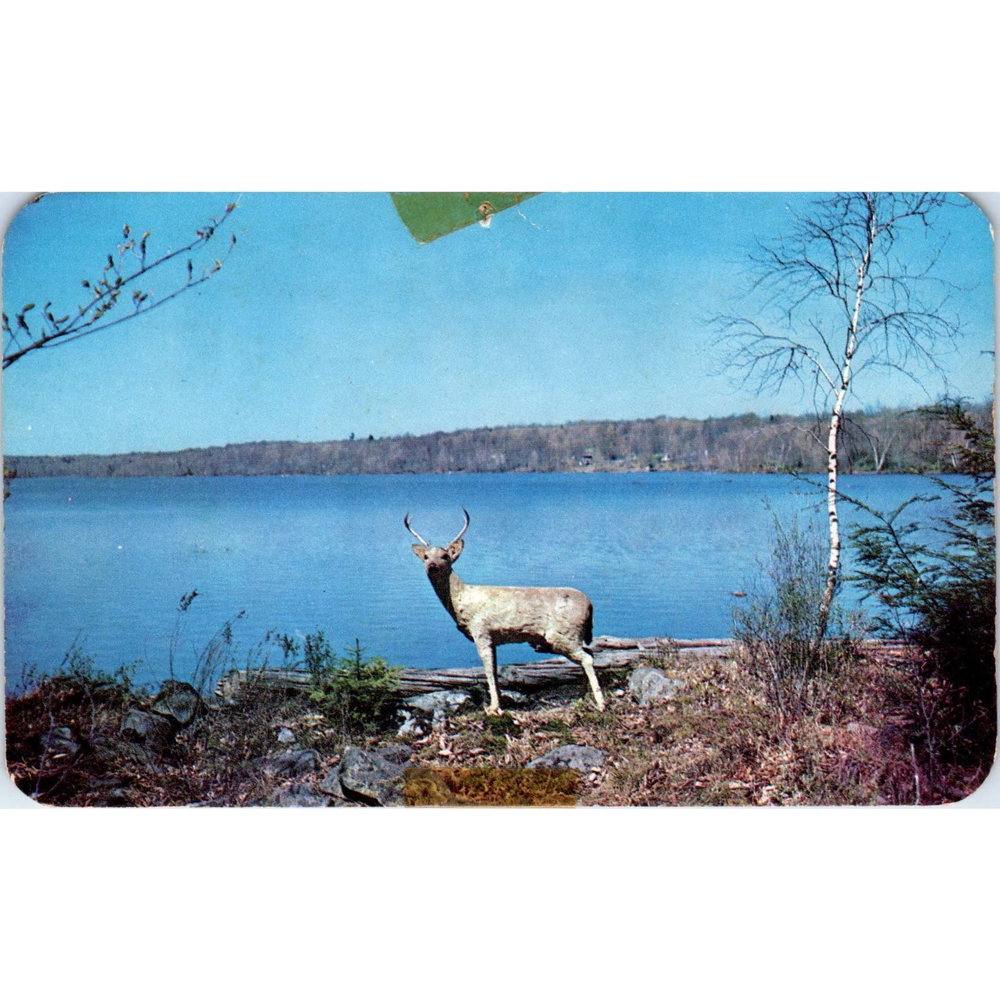Native Deer Plentiful in Pocono Mountains PA Dutch Country Vintage Postcard PD4