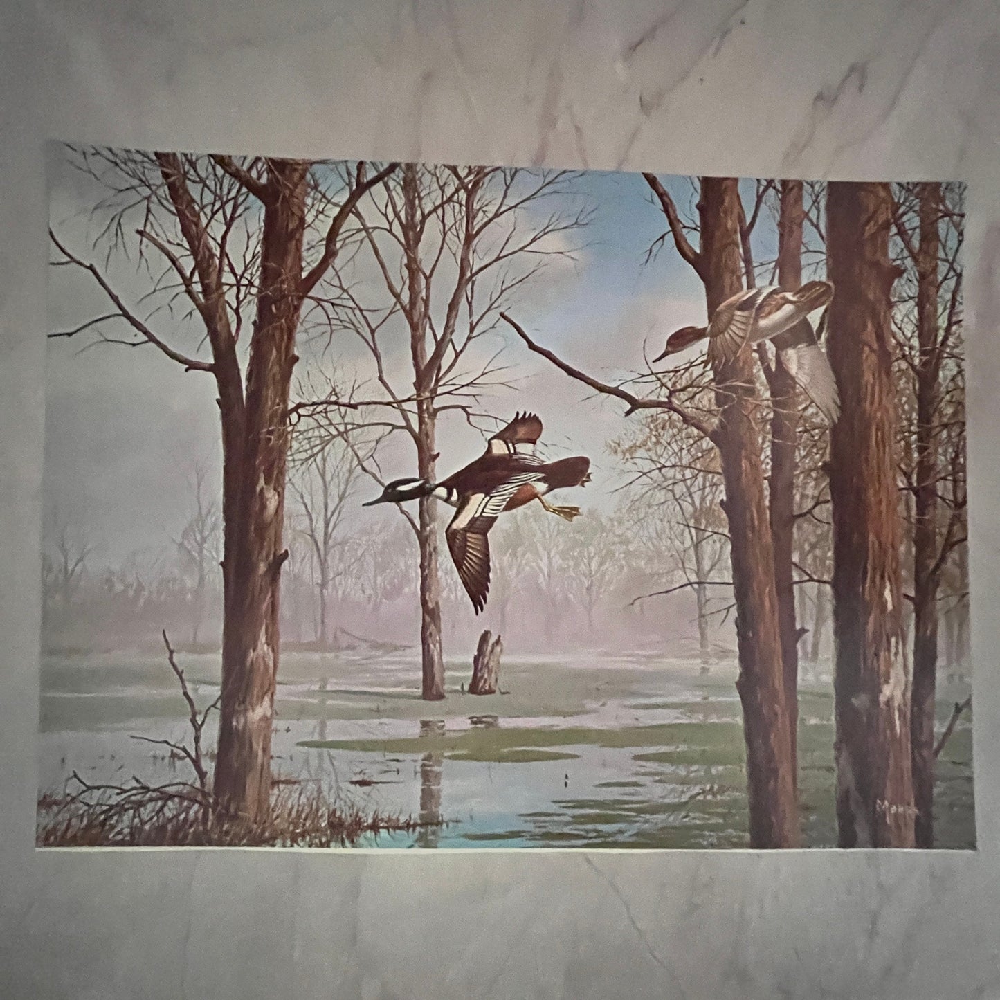 Flying Merganser Duck - Maass Lithograph 12x16" Art Print FL1