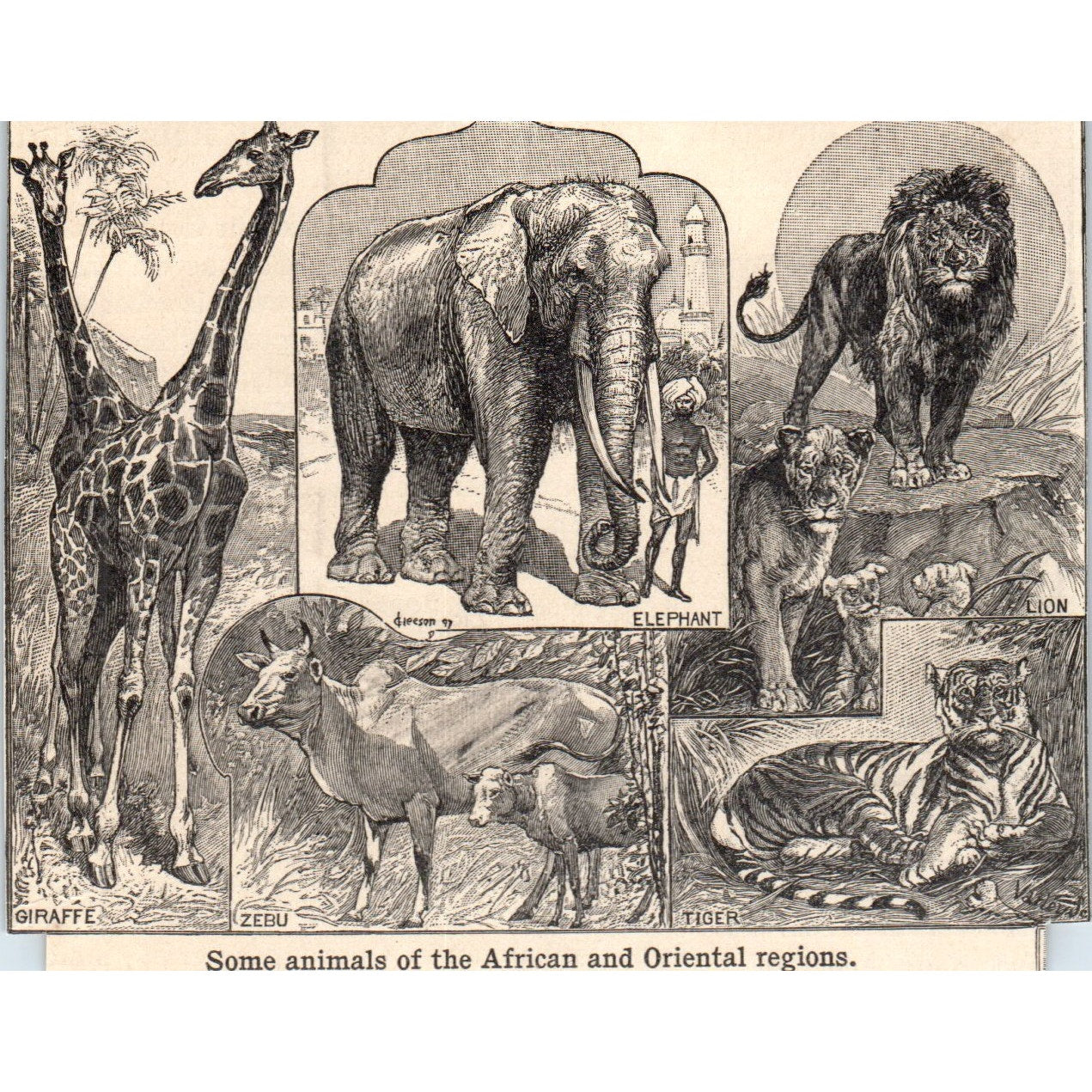 African Oriental Animals Elephant Zebu Giraffe Tiger Lion 1901 Engraving AF2-O3