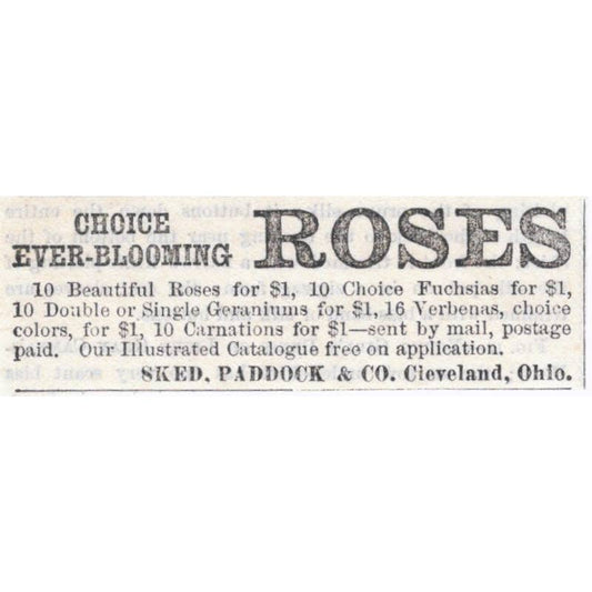 Roses - Sked, Paddock & Co Cleveland OH - Victorian Ad 1878 Original TJ7-L2-1