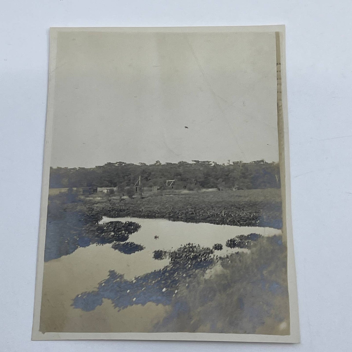 1903 Original Photo Pond Lillies Southern Pacific Railroad RR in Louisiana AC7