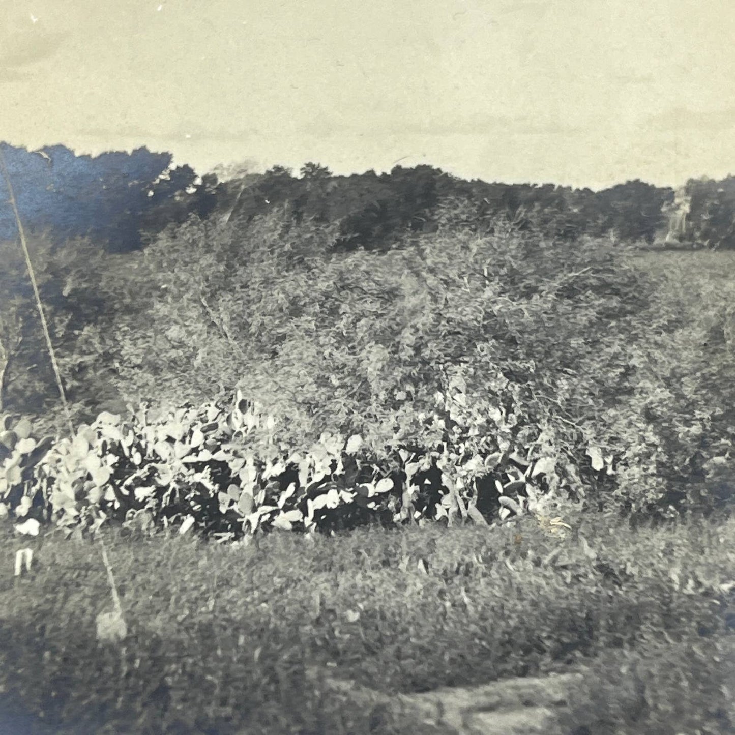 1903 Original Sepia Photograph Cactus Trees in Texas AC7