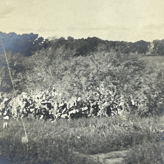 1903 Original Sepia Photograph Cactus Trees in Texas AC7