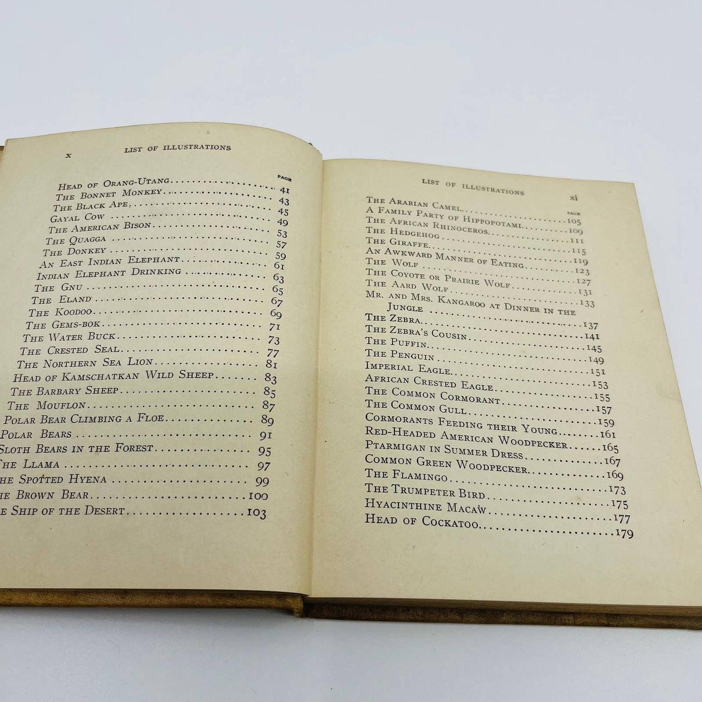 1902 Animal Stories for Little People - Children’s Book 70 Illustrations TD5