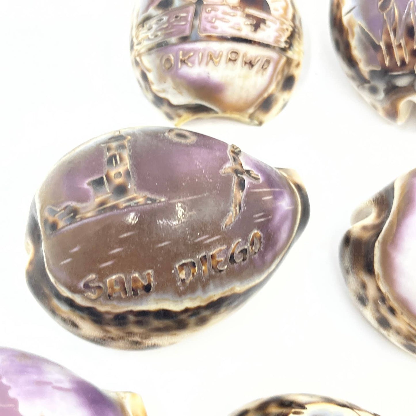 Lot Of 7 Hand Carved Tiger Cowrie Shells Hawaii Florida Panama Okinawa TG5