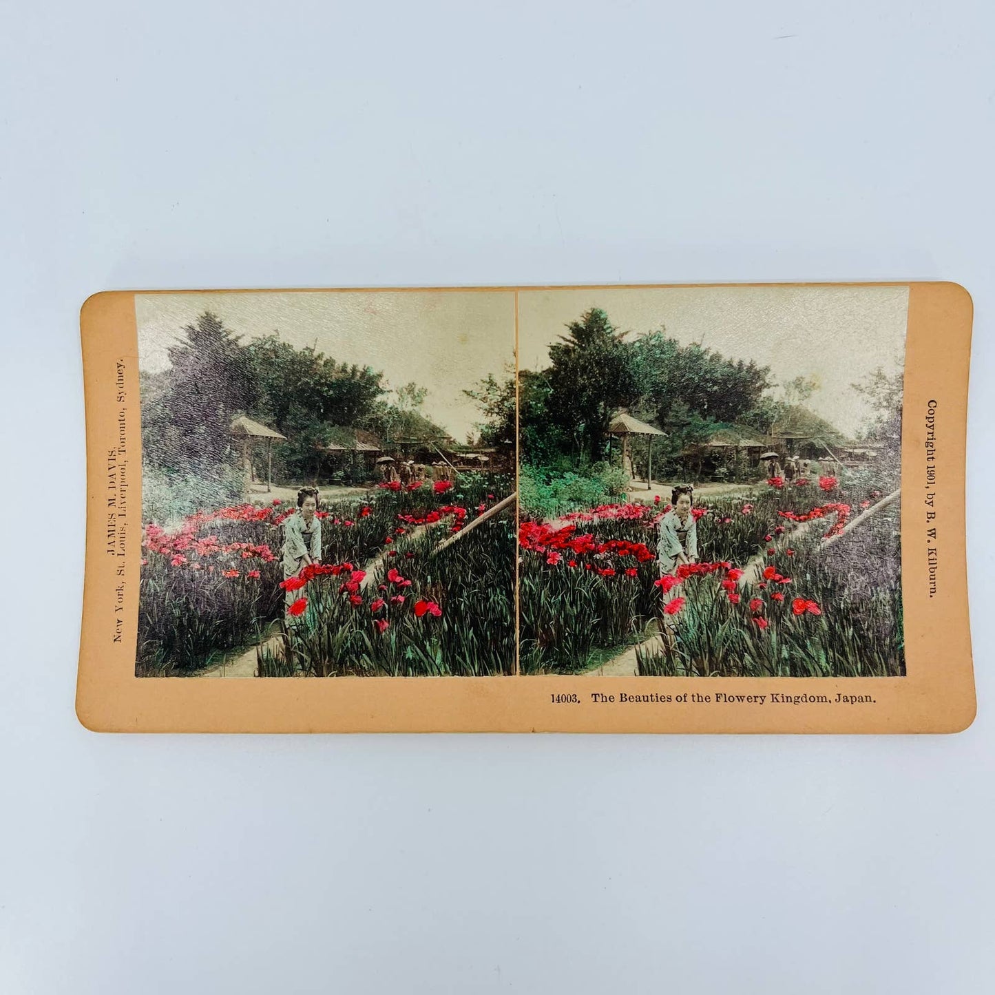 1901 Stereoview Japan Japanese Woman In Flower Poppy Opium Field Hand Tinted