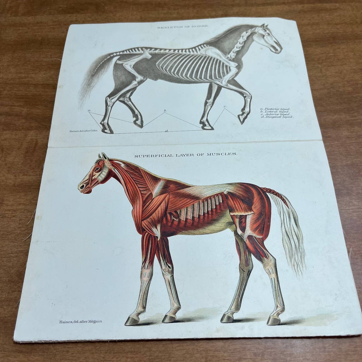 Early 1900s Anatomy of a Horse Fold Out Vibrant Lithograph 8 Panels 8 x 5” A4