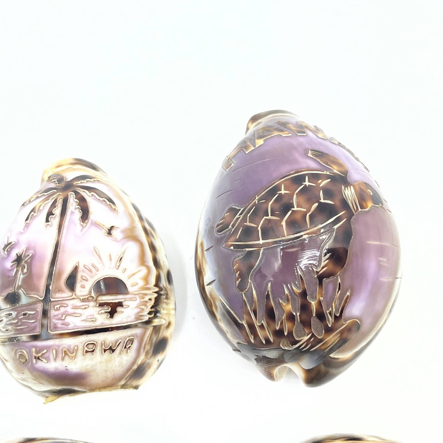 Lot Of 7 Hand Carved Tiger Cowrie Shells Hawaii Florida Panama Okinawa TG5