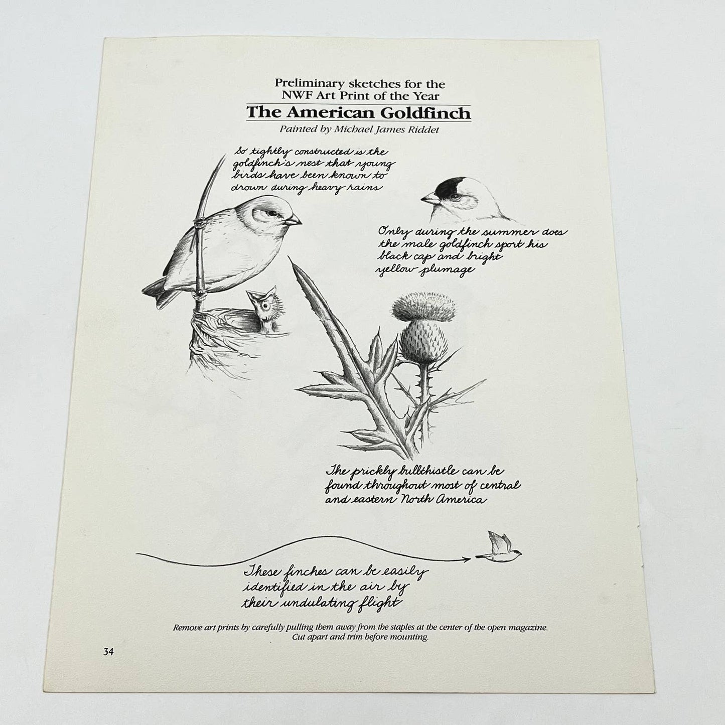 Vintage Art Print The American Goldfinch Michael James Riddet 8.5 x 11 AA8