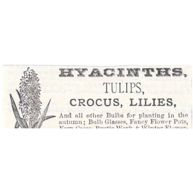 Hyacinths Henry A. Dreer Philadelphia - Victorian Ad 1878 Original TJ7-L2-1